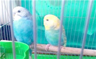 虎皮鹦鹉适合单养还是一对