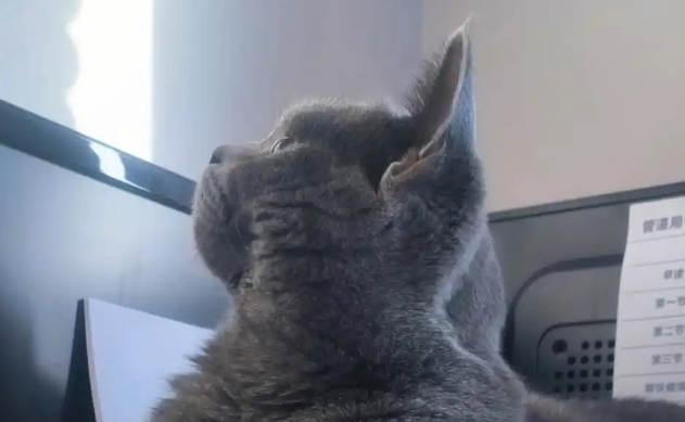 蓝猫6个月正常几斤 蓝猫6个月正常几斤