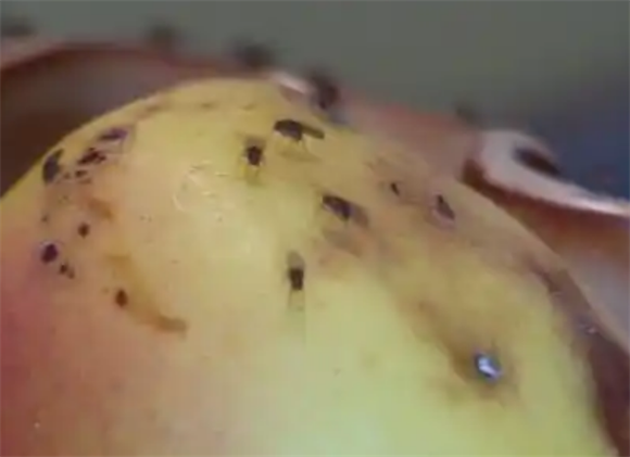 果蝇滋生的原因 果蝇滋生的原因