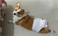 狗狗多久来一次姨妈