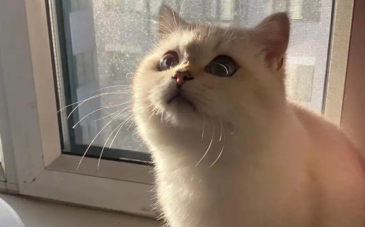 猫鼻炎怎么治疗彻底除根