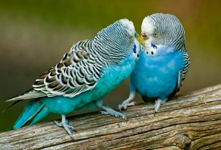 虎皮鹦鹉在什么时候繁殖