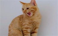 猫咪伸着舌头一直喘是怎么了