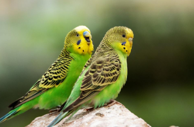 虎皮鹦鹉公的好还是母的好 虎皮鹦鹉公的好还是母的好