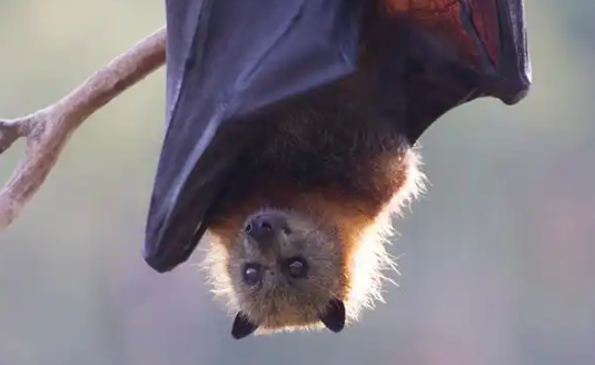 蝙蝠聊天真的安全吗 蝙蝠聊天真的安全吗