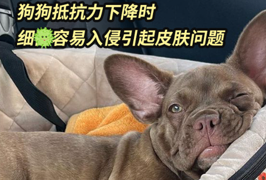 德姆克派愈好有用吗 德姆克派愈好有用吗