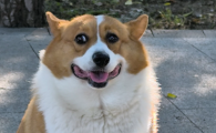 狗狗来大姨妈第几天怀孕最佳