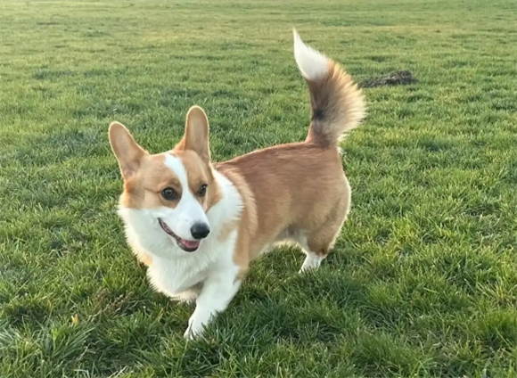 柯基犬如何训练在坐便上大小便