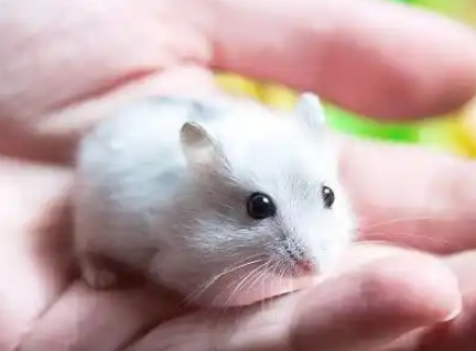 仓鼠能吃桃子吗有毒吗