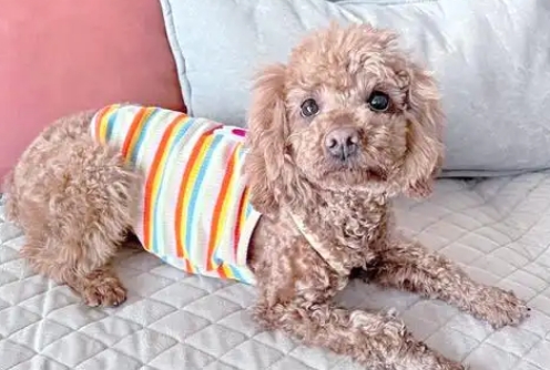 狗狗首次来例假几天 狗狗首次来例假几天