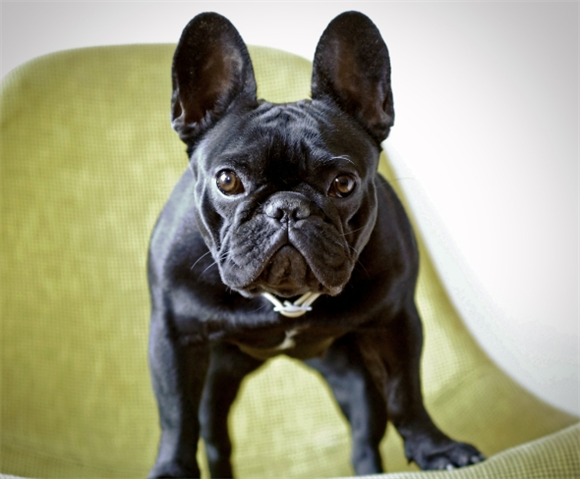 法斗肛腺一定要挤吗 法斗肛腺一定要挤吗