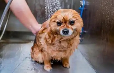 狗狗来姨妈可以洗澡吗 狗狗来姨妈可以洗澡吗