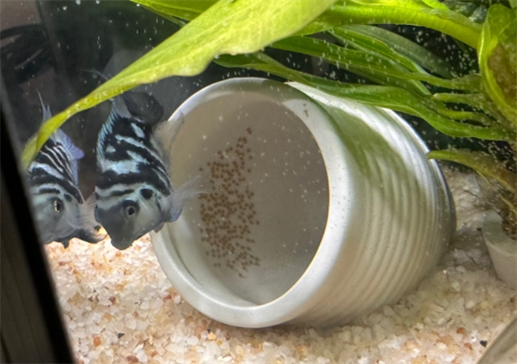鹦鹉鱼下籽后用喂食吗