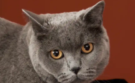 猫不让人碰怎么解决
