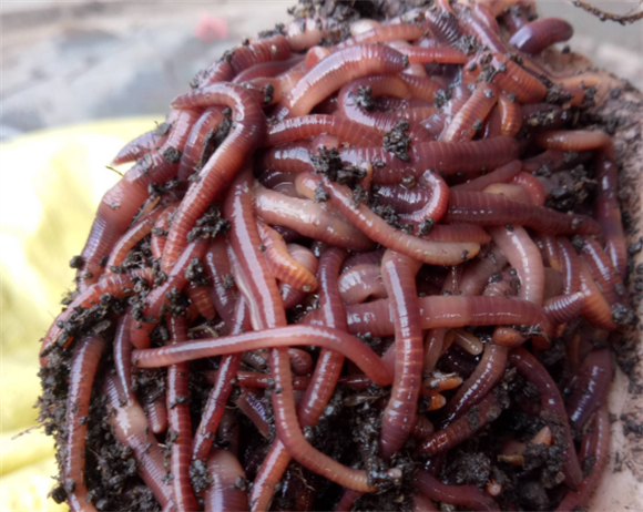 什么样的土可以养蚯蚓 什么样的土可以养蚯蚓
