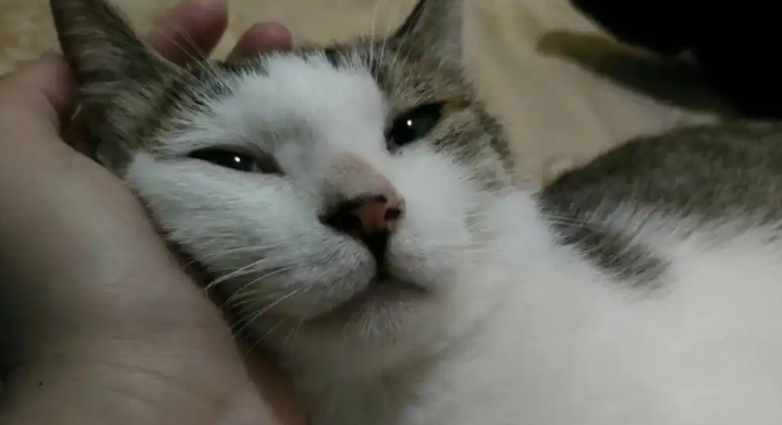 猫咪发烧40度怎么退烧 猫咪发烧40度怎么退烧