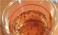 怎么处理果蝇