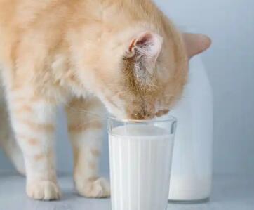 可以给猫喝豆浆粉吗