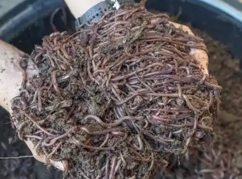 一平方可以养多少蚯蚓