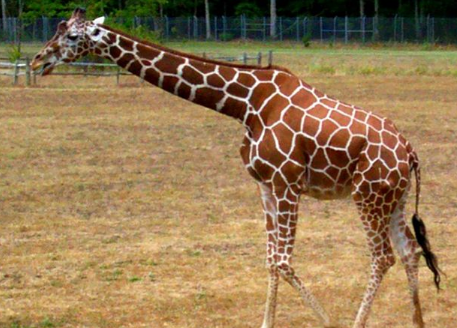 长颈鹿起源于哪里 长颈鹿起源于哪里