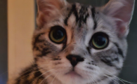 猫有水无粮可以坚持几天