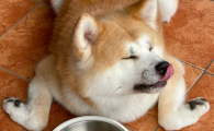 狗狗吃自己大便要紧吗