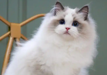 布偶猫怎么吃饭 布偶猫怎么吃饭