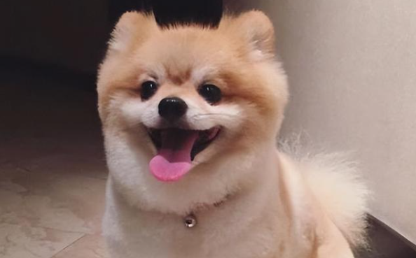 狗狗怎么减肥最快方法