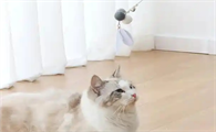 宠六一逗猫棒为什么对猫有效