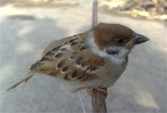 麻雀属于三有动物吗 麻雀属于三有动物吗