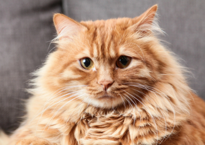 猫咪每天晚上叫唤怎么回事