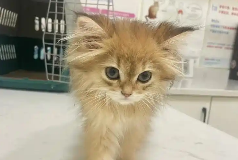 小奶猫拉绿色稀便是怎么回事