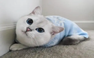 猫咪退烧针间隔几小时打次