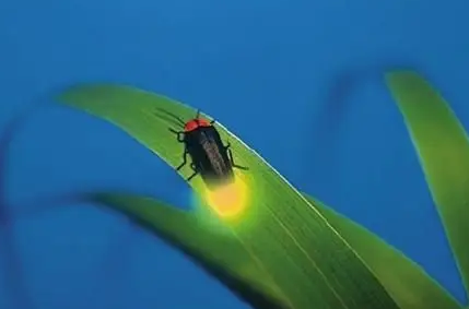 萤火虫在什么季节
