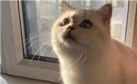 猫鼻炎怎么治疗彻底除根