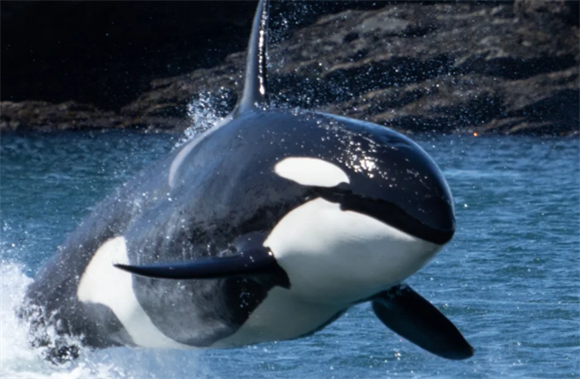 虎鲸有什么特点 虎鲸有什么特点