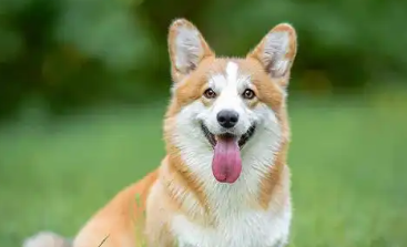 狗狗吃了橘子皮有事吗