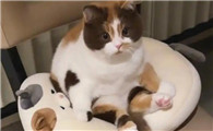 猫拉绿色的稀屎怎么办