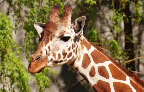 长颈鹿进化过程简述