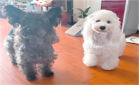 狗狗毛发稀少吃什么药