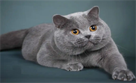 母蓝猫绝育多久能好