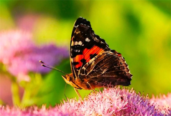 蝴蝶吃虫子吗 蝴蝶吃虫子吗