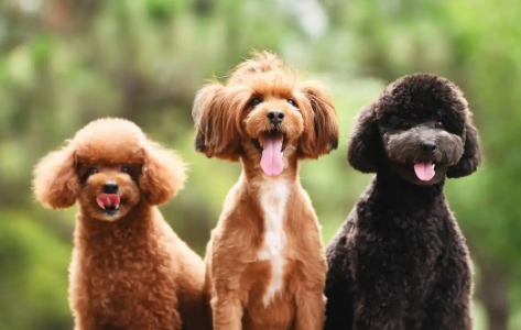 小体泰迪犬最大长到几斤 小体泰迪犬最大长到几斤