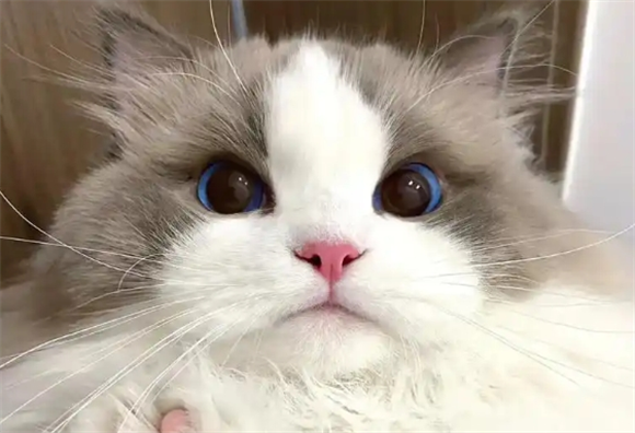 布偶猫几个月开始换牙 布偶猫几个月开始换牙