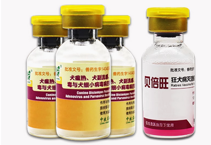 中牧宠物疫苗：品质为先，守护宠物美好生活