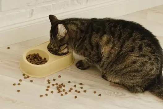 浪猫猫粮有助于减少毛球，维护猫咪健康