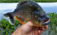 食人鱼吃鲤鱼吗