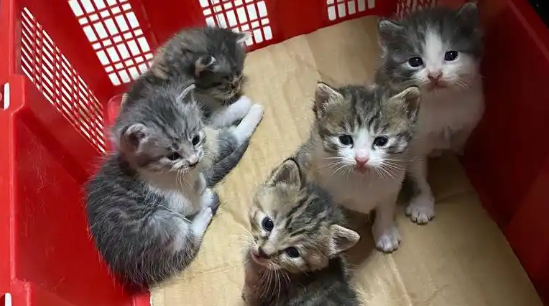 虎斑猫几个月定型