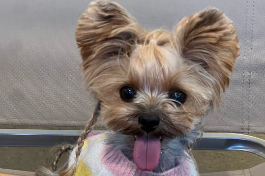 犬瘟热必死吗