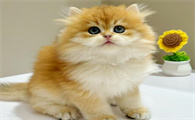 小猫多大需要排毛